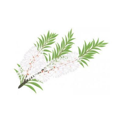 Aceite esencial de Árbol de te BiO