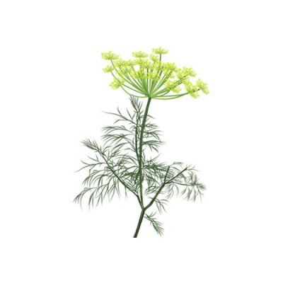 Aceite esencial Eneldo 10ml