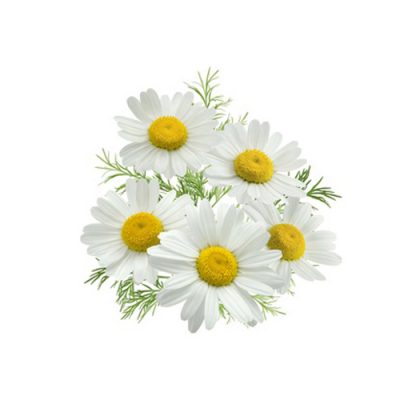 Aceite esencial Manzanilla alemana