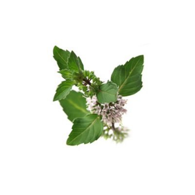 Aceite esencial de Menta piperita 5ml