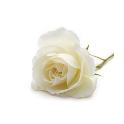 Hidrolato de Rosa blanca