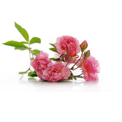 Hidrolato de Rosa Damascena