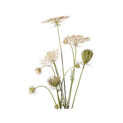 Aceite esencial de Zanahoria cultivada  BiO 5ml