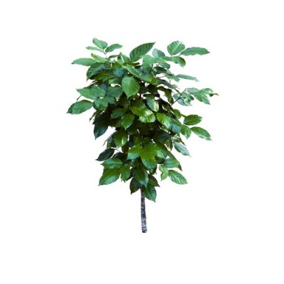 Aceite vegetal de Karanja