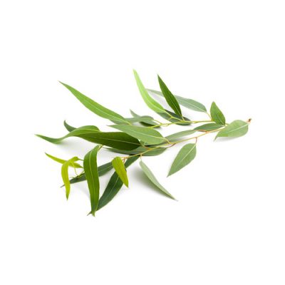 Aceite esencial de Eucalipto radiata Bio 10ml