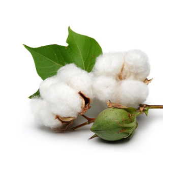 fragancia algodón