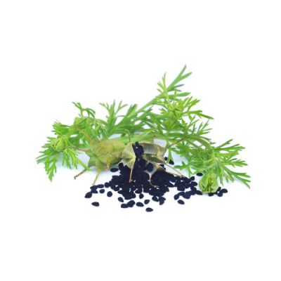 Niguella sativa