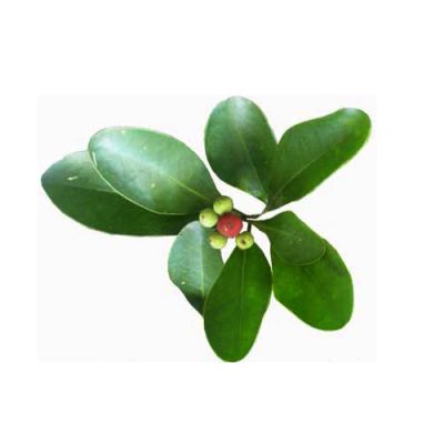 Aceite esencial de Saro Bio 10ml
