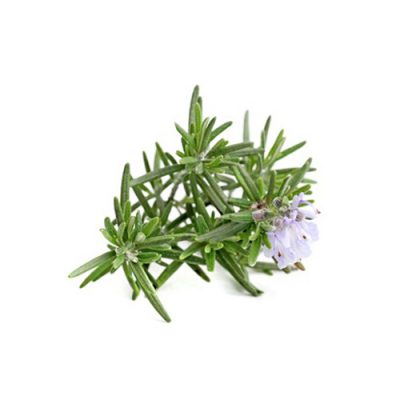 Aceite esencial de Romero cineol BIO 10ml
