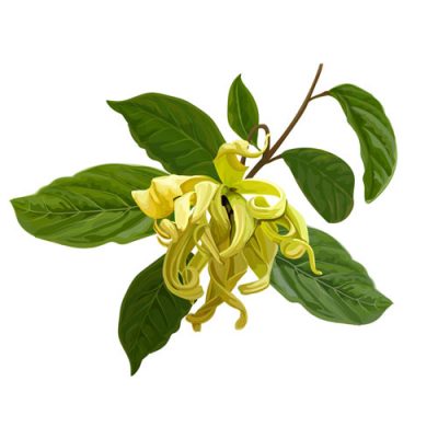 Aceite esencial de Ylang-Ylang completo BIO 5ML