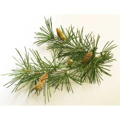 Aceite esencial de Cedro Himalaya
