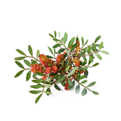 Aceite esencial de Lentisco Bio 5ml