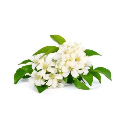 Aceite esencial de Jazmín 2ml