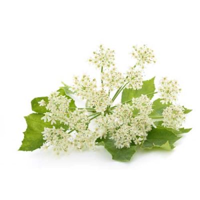 aceite esencial de angélica 5ml bio
